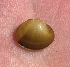 Reginaia ebenus