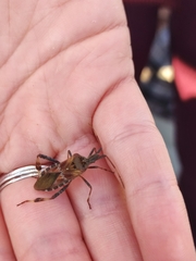 Leptoglossus occidentalis