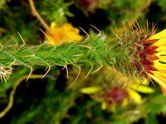 Cullumia reticulata