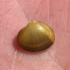 Reginaia ebenus