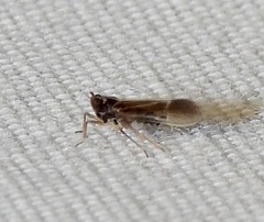 Tarophagus colocasiae