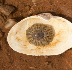 Testudinalia testudinalis