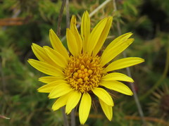Cullumia reticulata