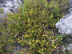 Cullumia reticulata