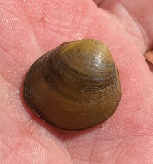 Reginaia ebenus