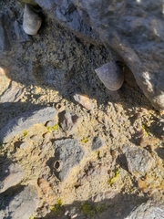 Littorinimorpha