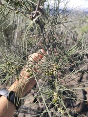 Asparagus arborescens