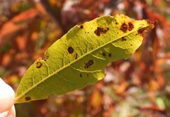 Stigmella salicis