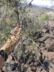 Asparagus arborescens