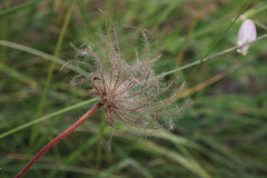 Geum montanum