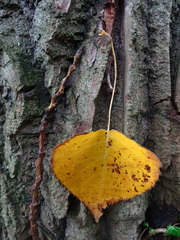 Populus × canadensis