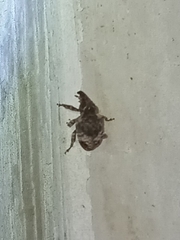 Conotrachelus seniculus