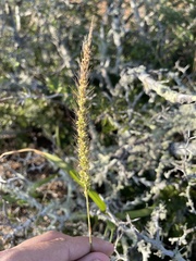 Setaria leucopila