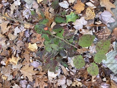 Ceanothus americanus