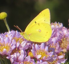 Colias philodice