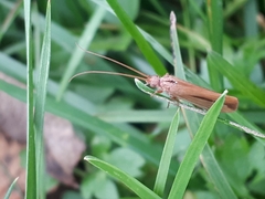 Limnephilus vittatus