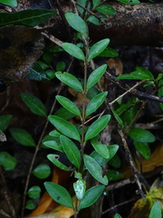 Lonicera ligustrina