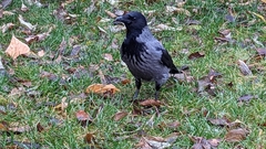 Corvus cornix