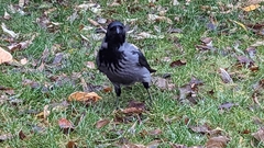 Corvus cornix