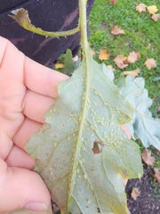 Brevicoryne brassicae