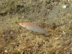 Halichoeres dispilus