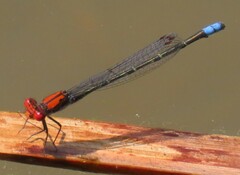 Pseudagrion massaicum