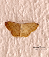 Scopula umbilicata