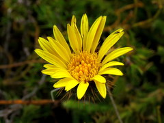 Cullumia reticulata