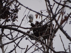 Poecile atricapillus