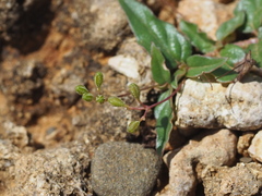Boerhavia glabrata
