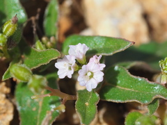 Boerhavia glabrata