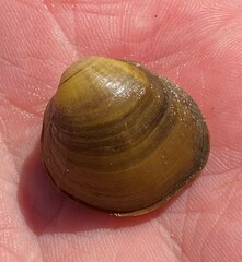 Reginaia ebenus