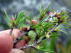 Cliffortia atrata