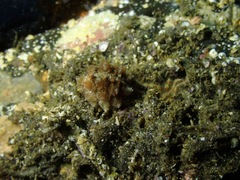 Pusula solandri