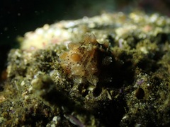 Pusula solandri