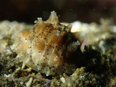 Pusula solandri