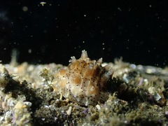 Pusula solandri