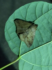 Ericeia inangulata