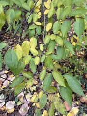 Celtis tenuifolia
