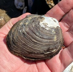Reginaia ebenus