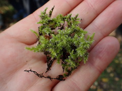 Racomitrium elongatum