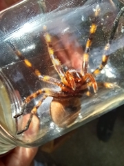 Palystes superciliosus