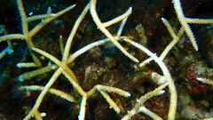 Acropora cervicornis