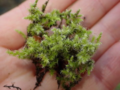 Racomitrium elongatum