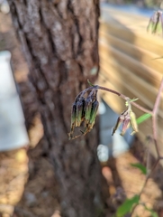 Nabalus serpentarius