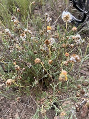 Ursinia
