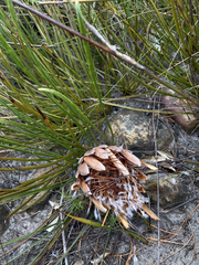 Protea scorzonerifolia