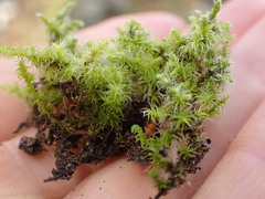 Racomitrium elongatum