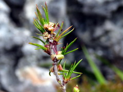 Cliffortia atrata