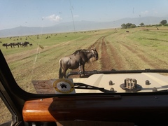 Connochaetes taurinus mearnsi